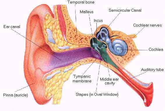 دکتر نجف شاطری|متخصص گوش و حلق و بینی|ENT